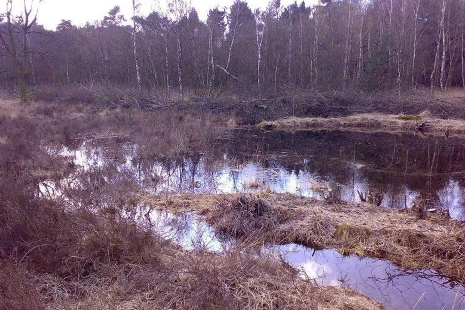 Wijsthoeve-Gebied winter 1km