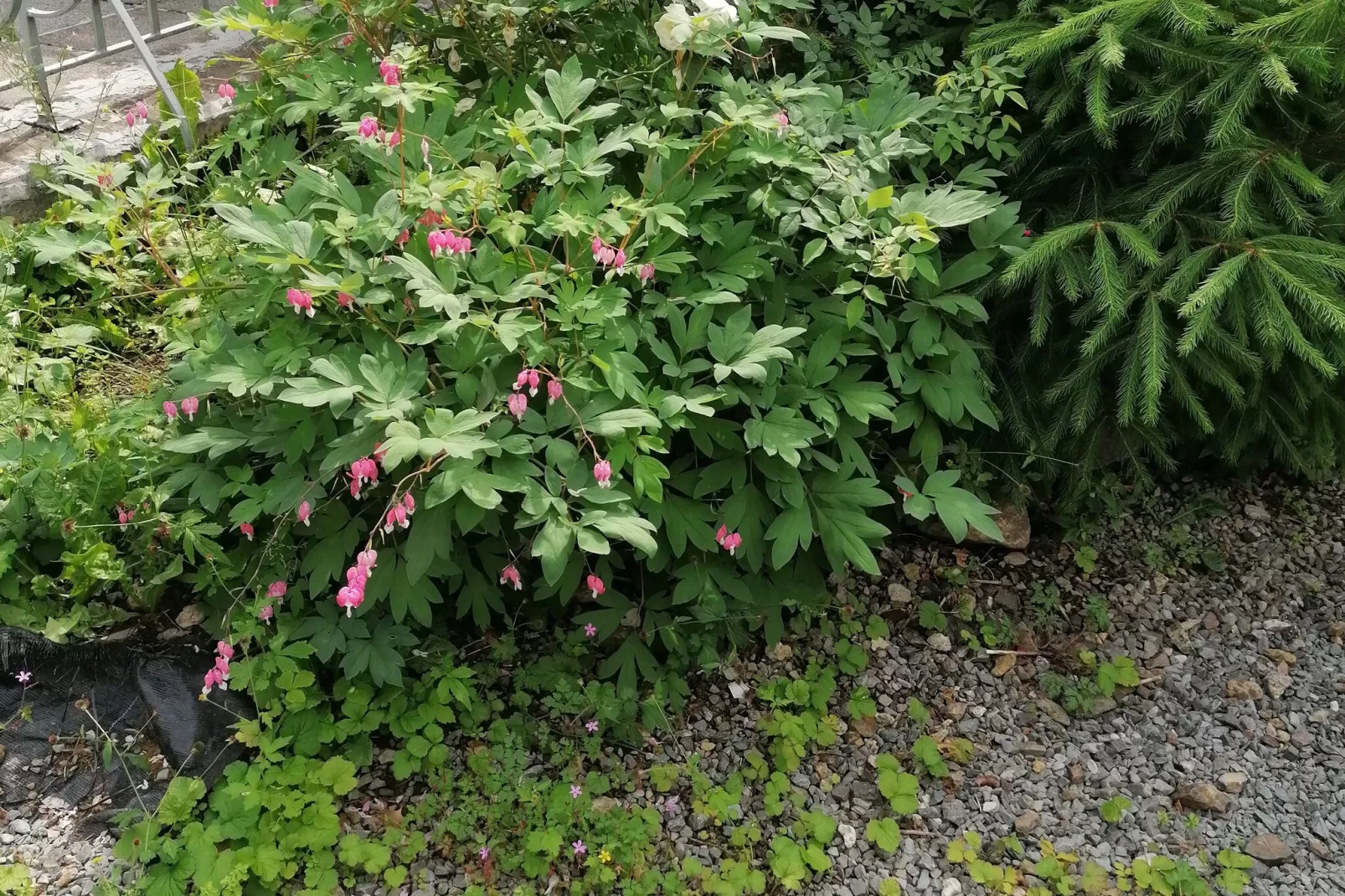 Le Gite de Saint Gilles-Buitenkant zomer