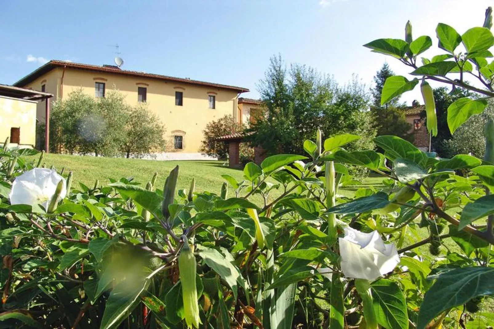 Agri-tourism Poggio al Sole Vinci Type Violetta-Violetta-Tuinen zomer