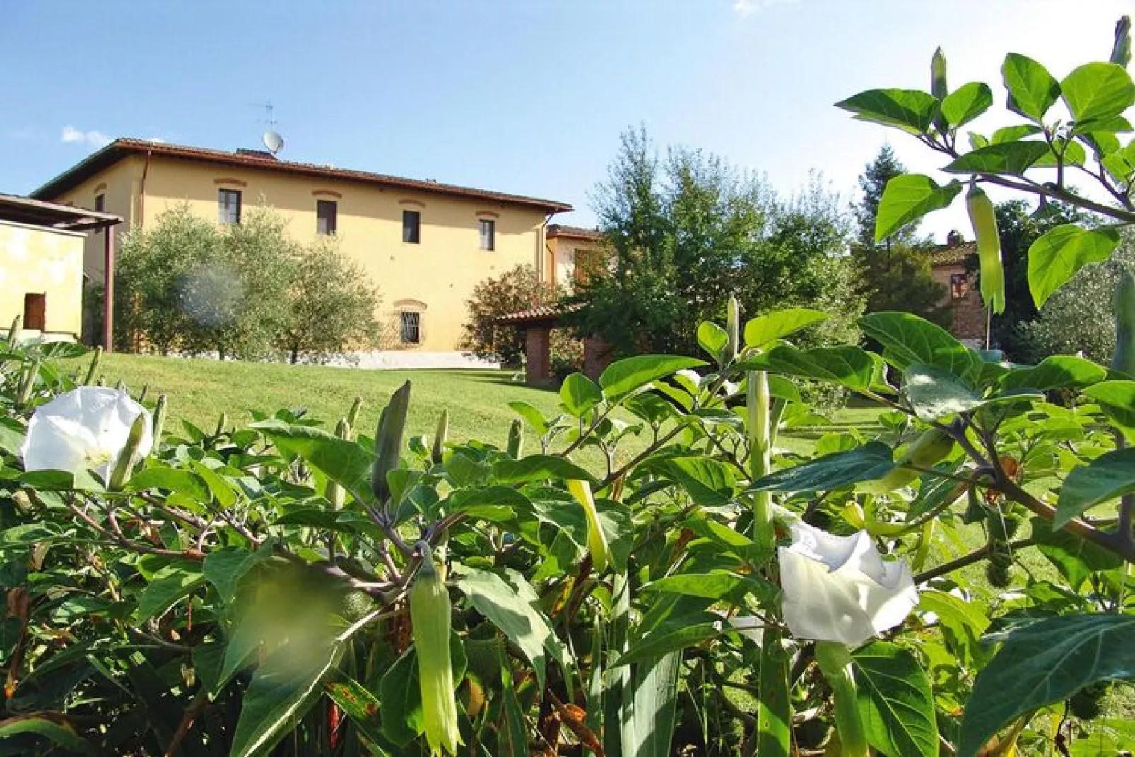 Agri-tourism Poggio al Sole Vinci Type Girasole-Tuinen zomer