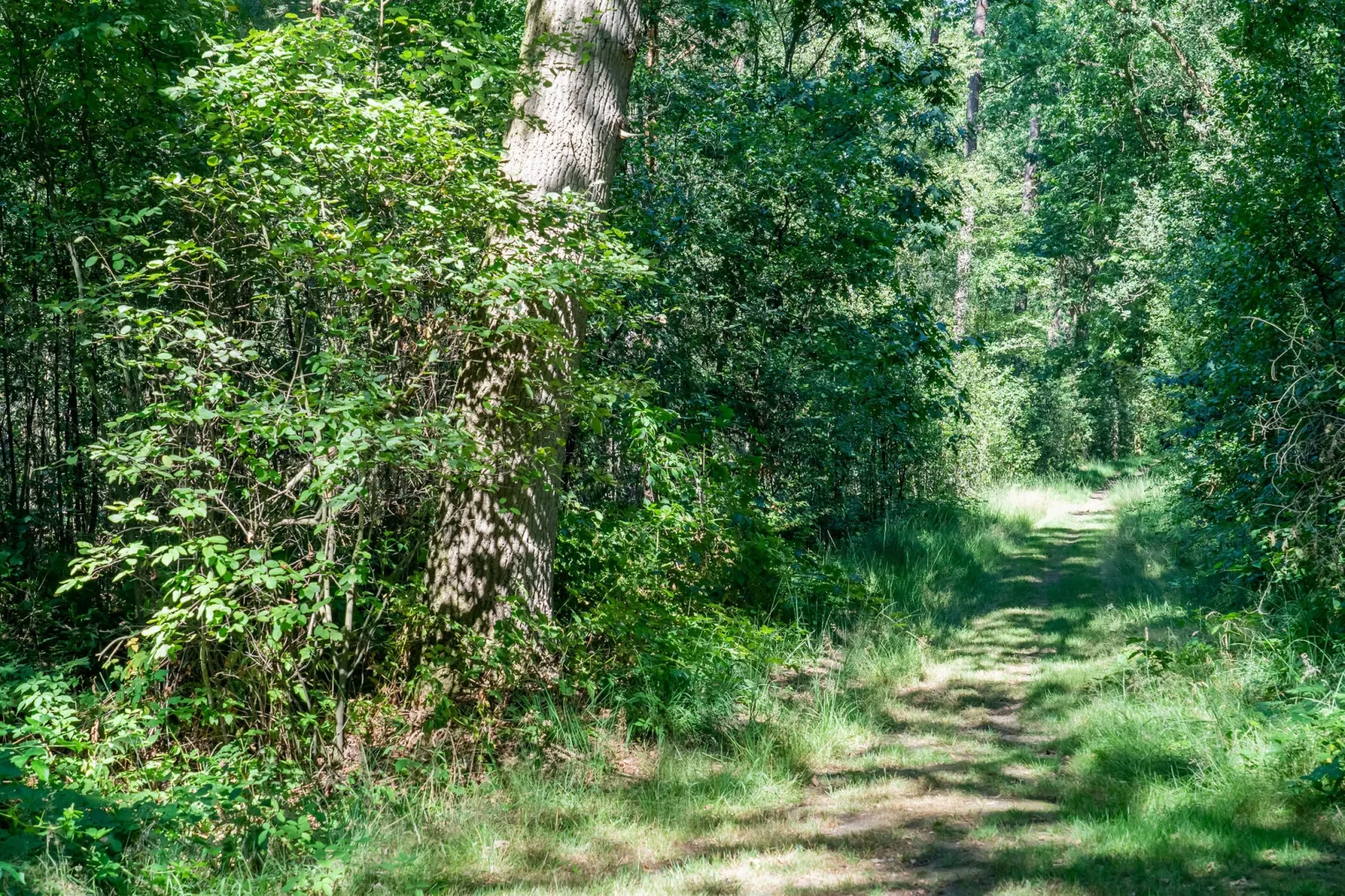 Boschhuis Boucle-Gebieden zomer 5km