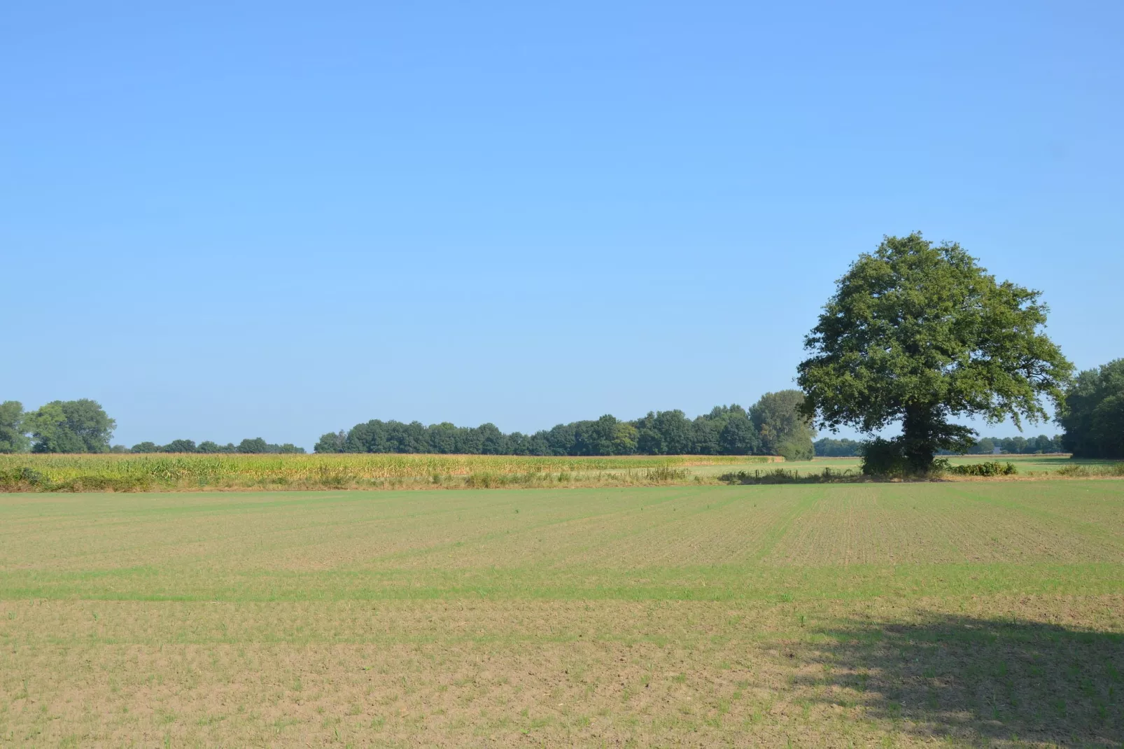 Bakhuus-Uitzicht zomer
