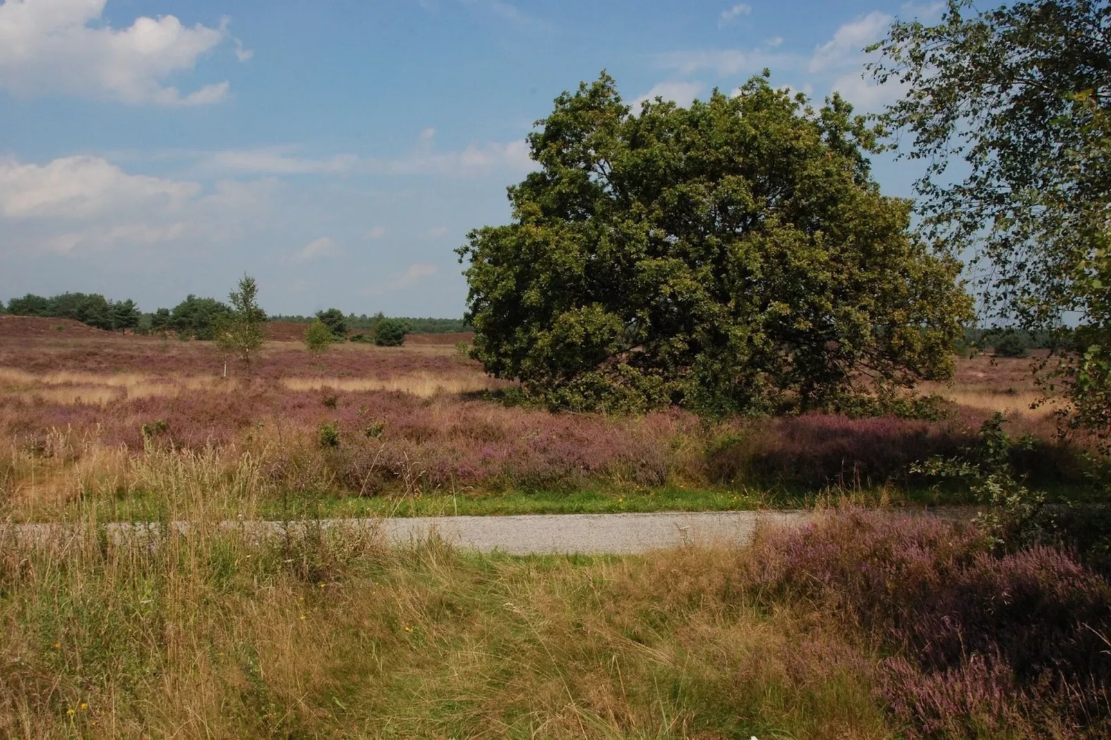 Landgoed De IJsvogel 9-Gebieden zomer 5km