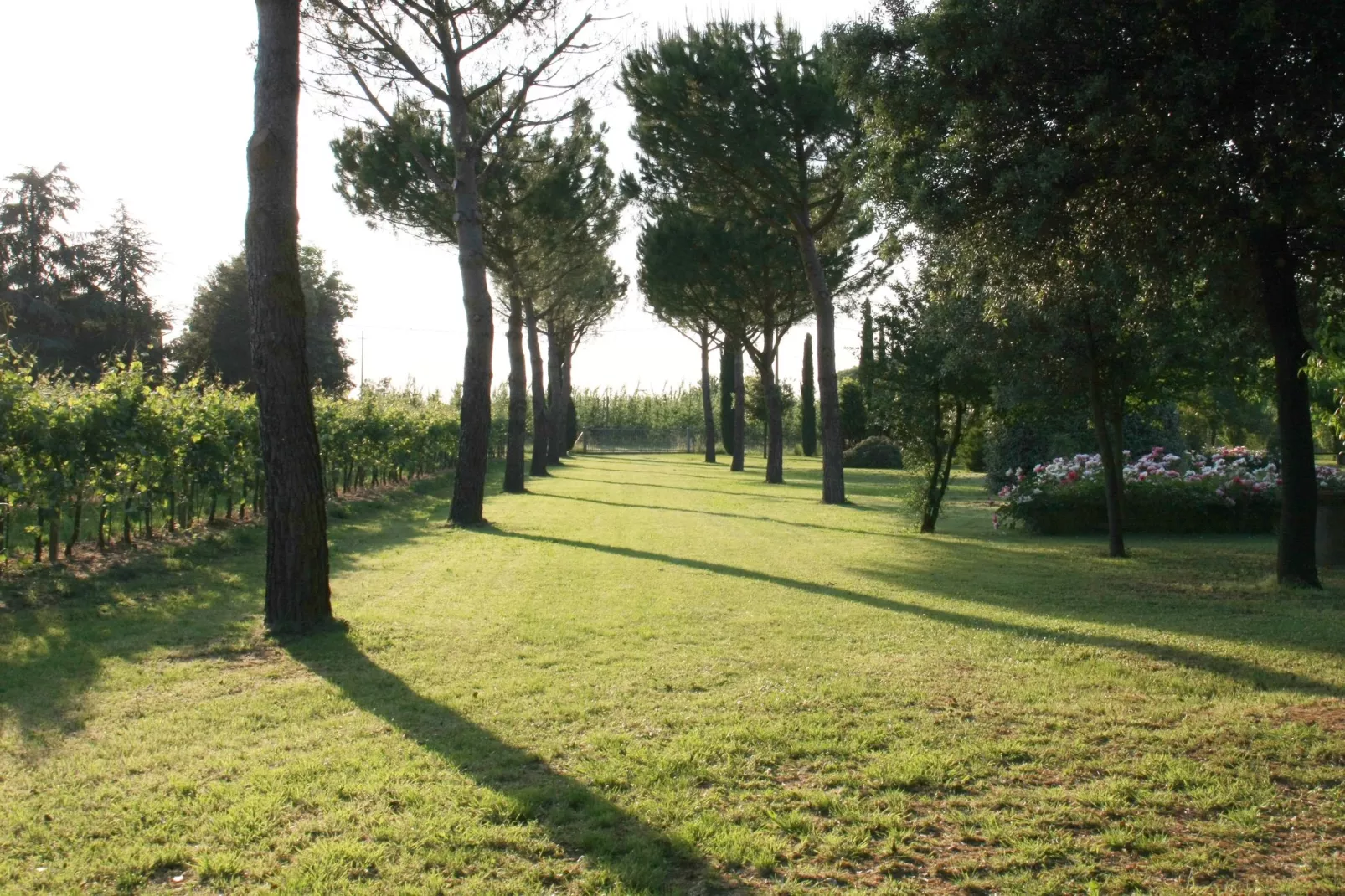 Villa La Commenda Nove-Gebieden zomer 1km