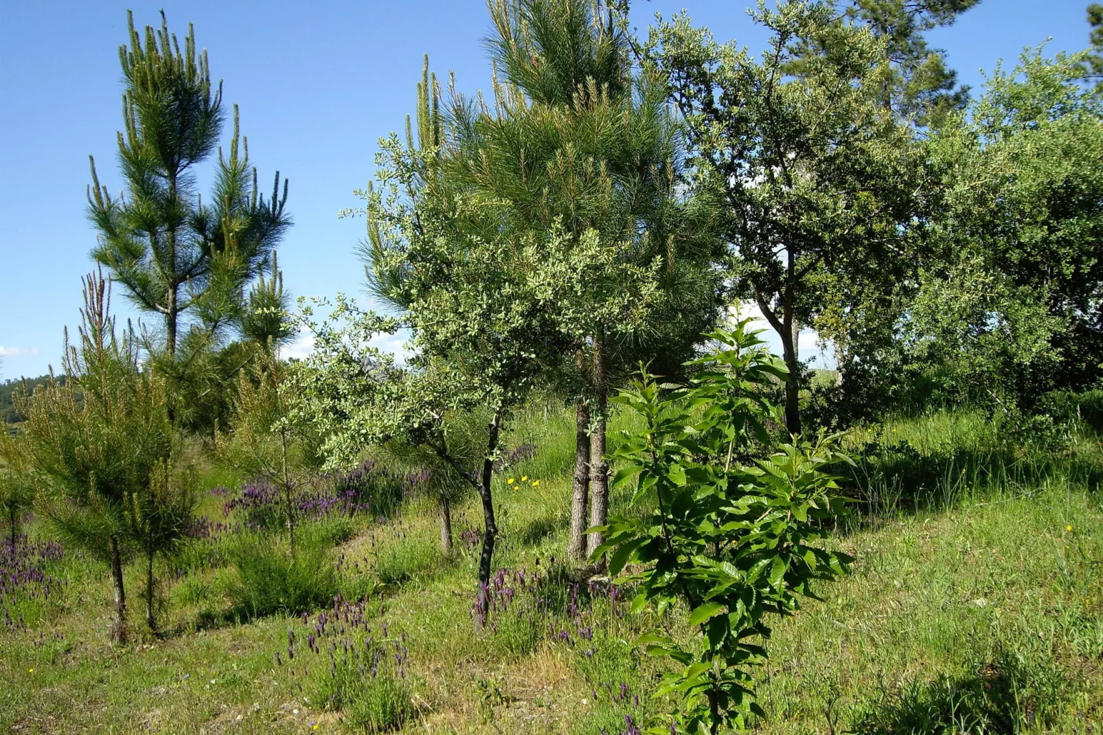 Cabaña Poleo-Tuinen zomer