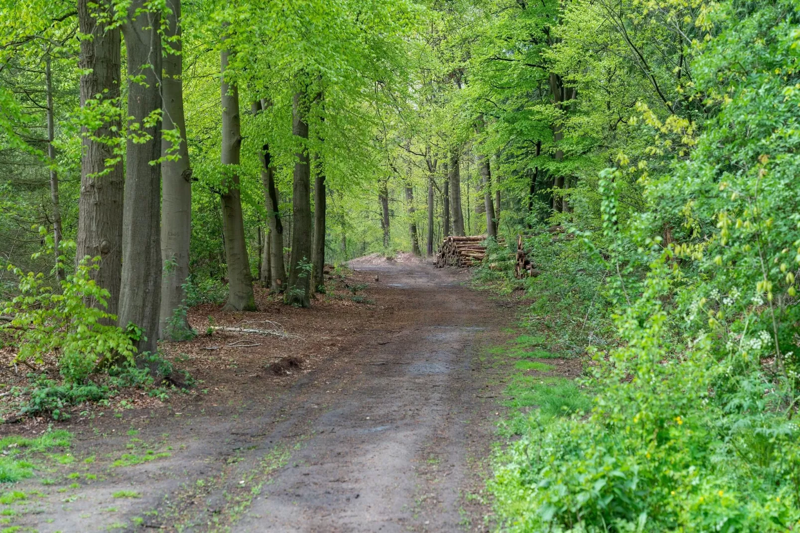 Chalet Kieftveen Voorthuizen 6 pax-Gebieden zomer 5km