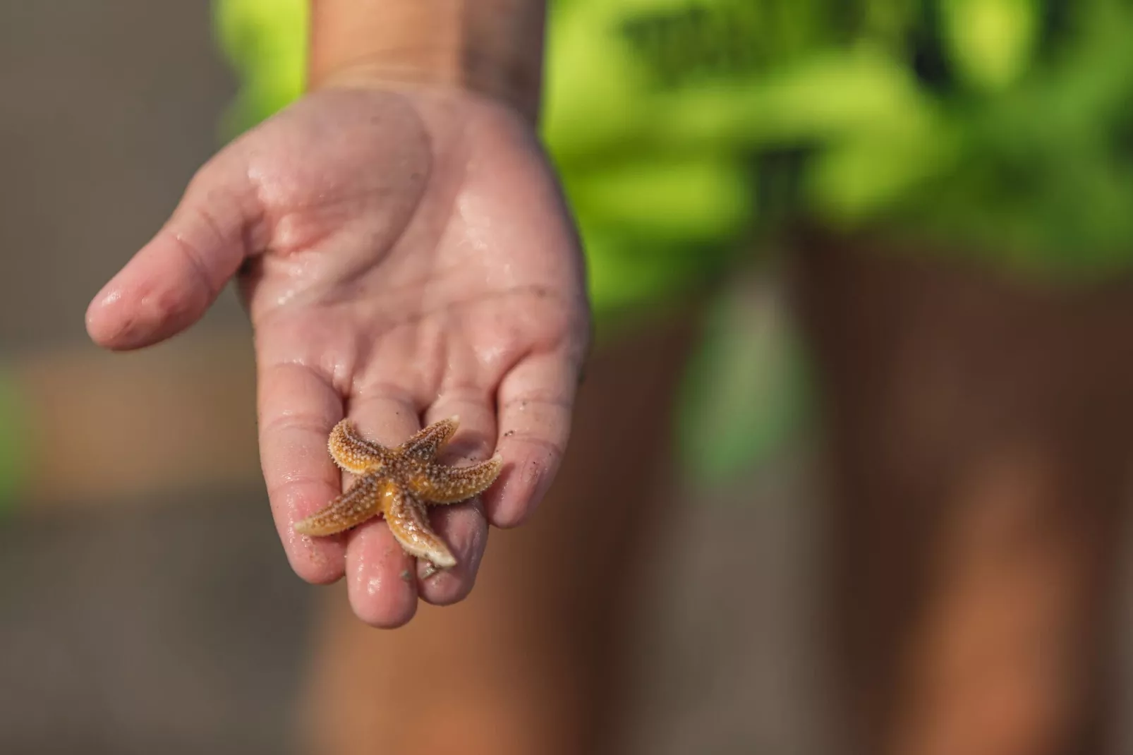 Noordzee Résidence De Banjaard 1-Gebieden zomer 1km