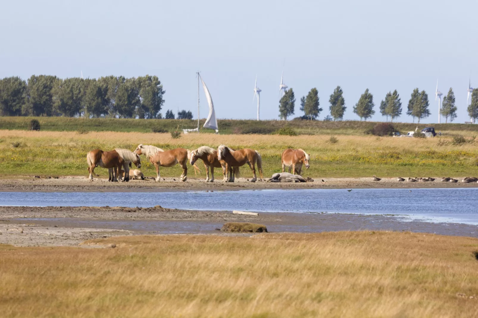 Domein Het Camperveer Veerse Meer 1-Gebieden zomer 5km