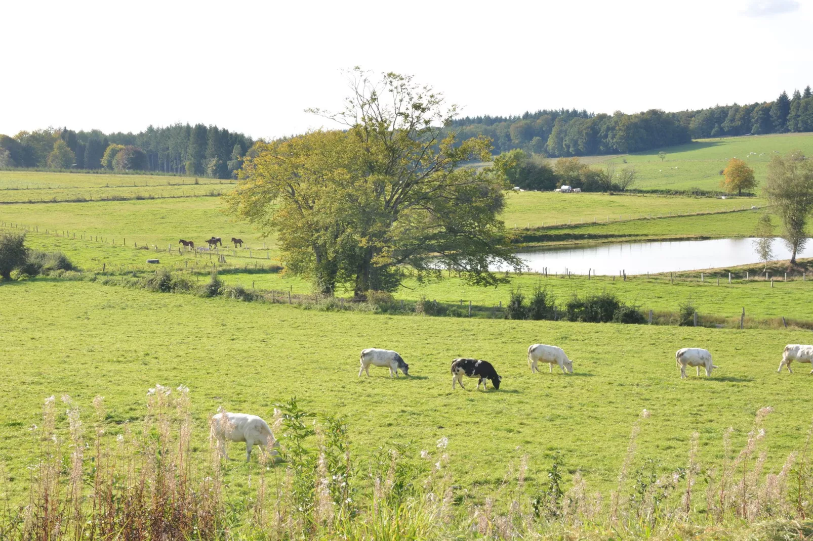 Le Fou du Village-Gebieden zomer 1km