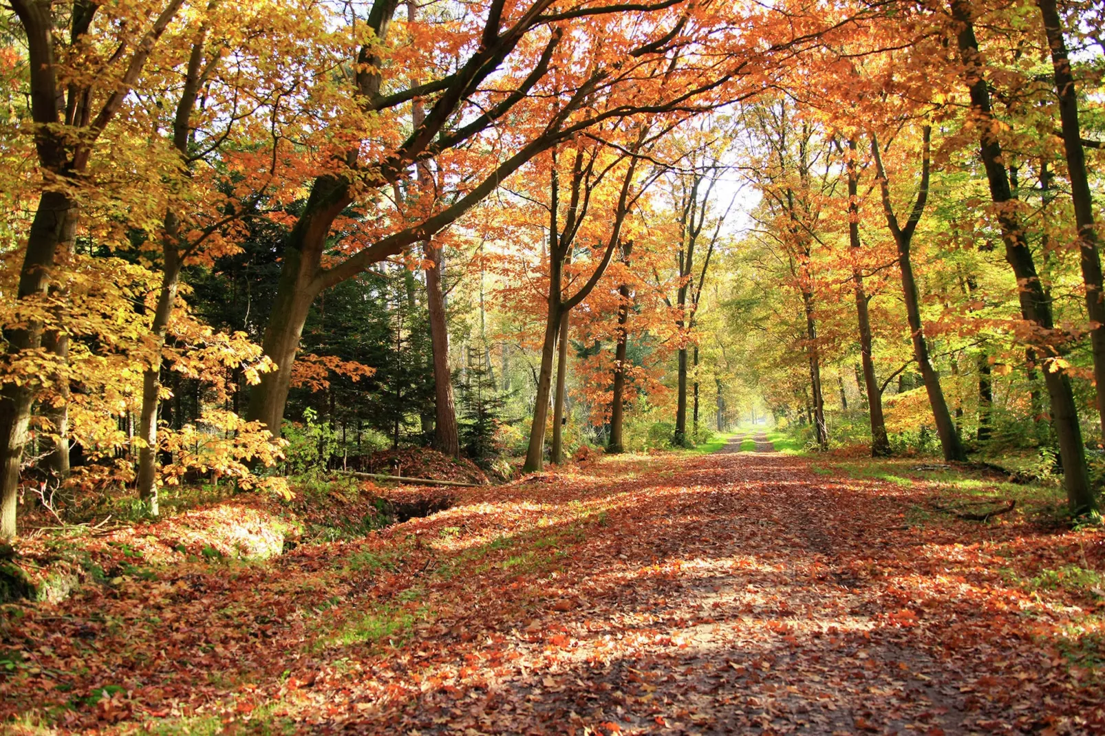 Natuurhuis Dichtbij-Gebieden zomer 1km