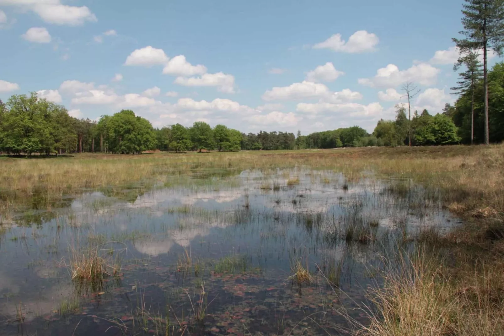 Natuurhuis Dichtbij-Gebieden zomer 5km