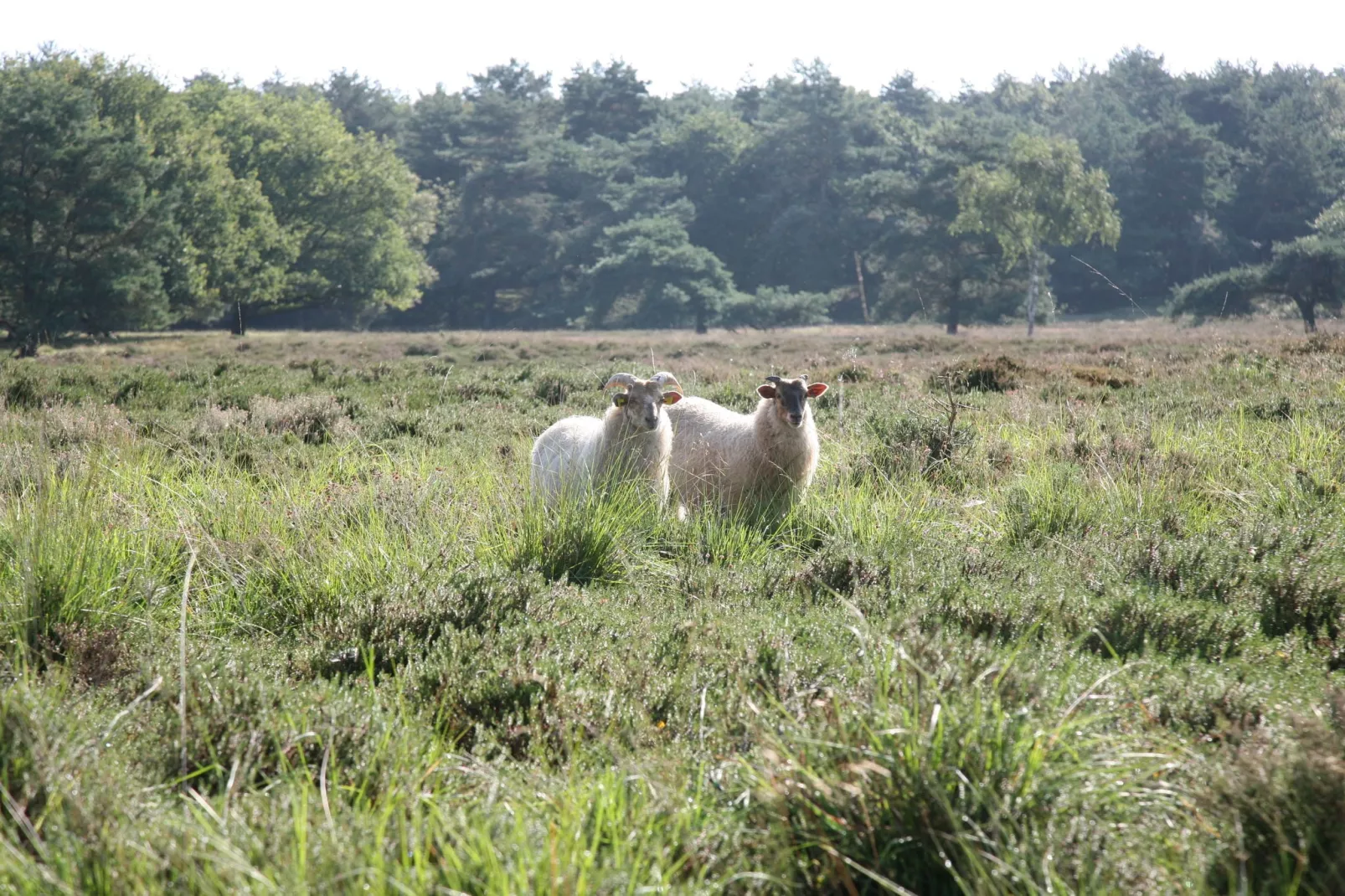 Landgoed Het Grote Zand 1-Gebieden zomer 1km