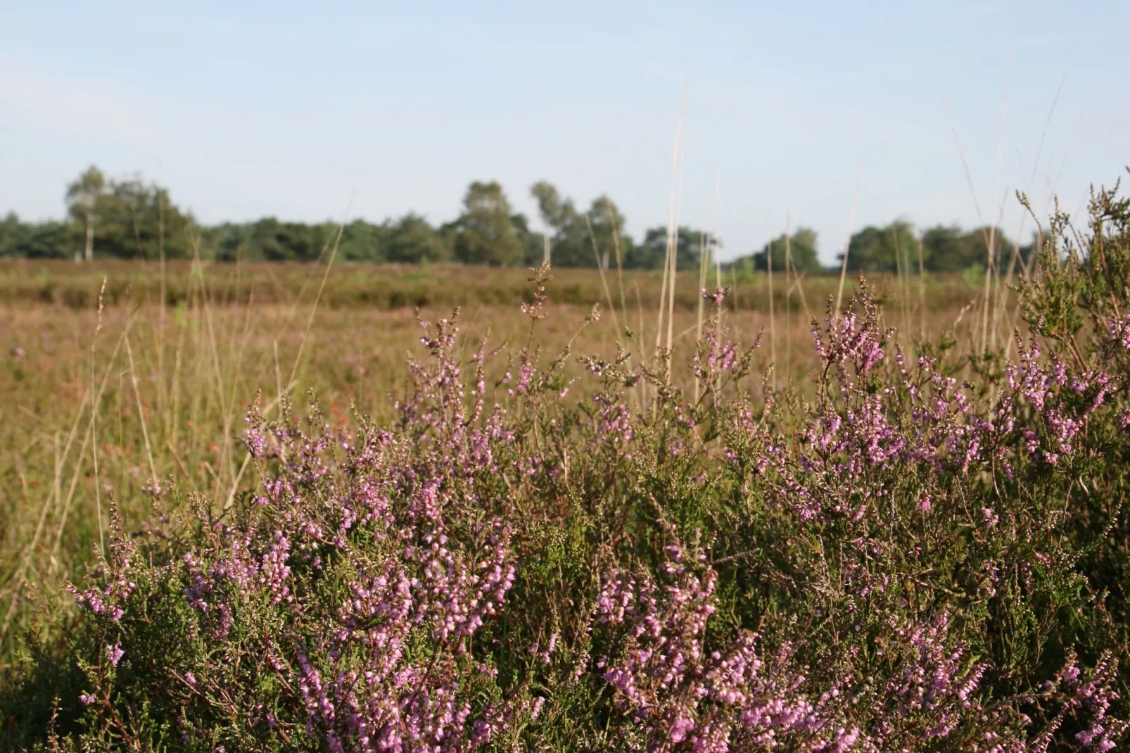 Landgoed Het Grote Zand 1-Gebieden zomer 1km