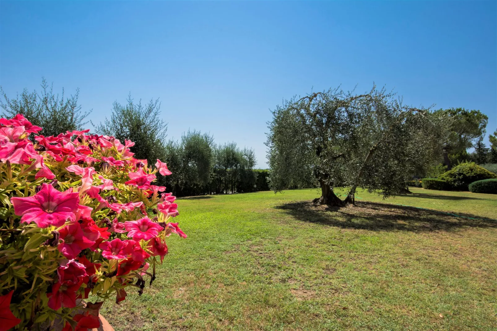 Cipressi-Tuinen zomer