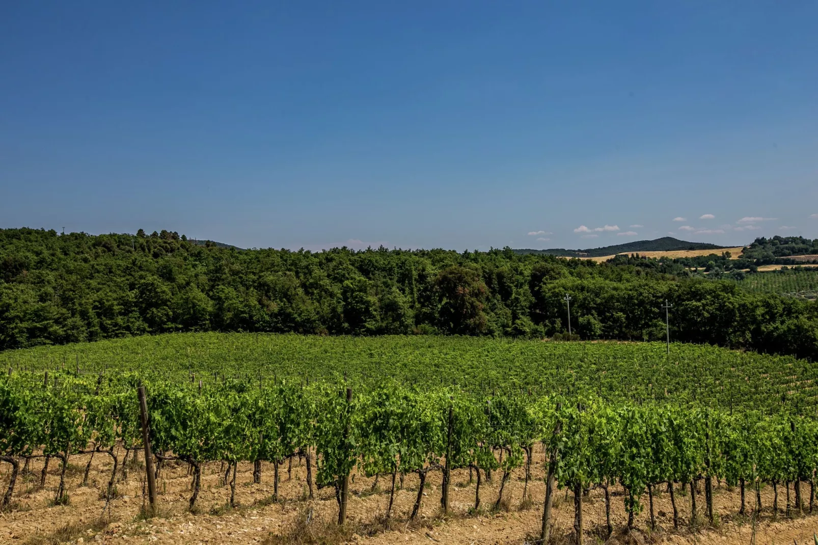 Villa Sangiovese-Uitzicht zomer