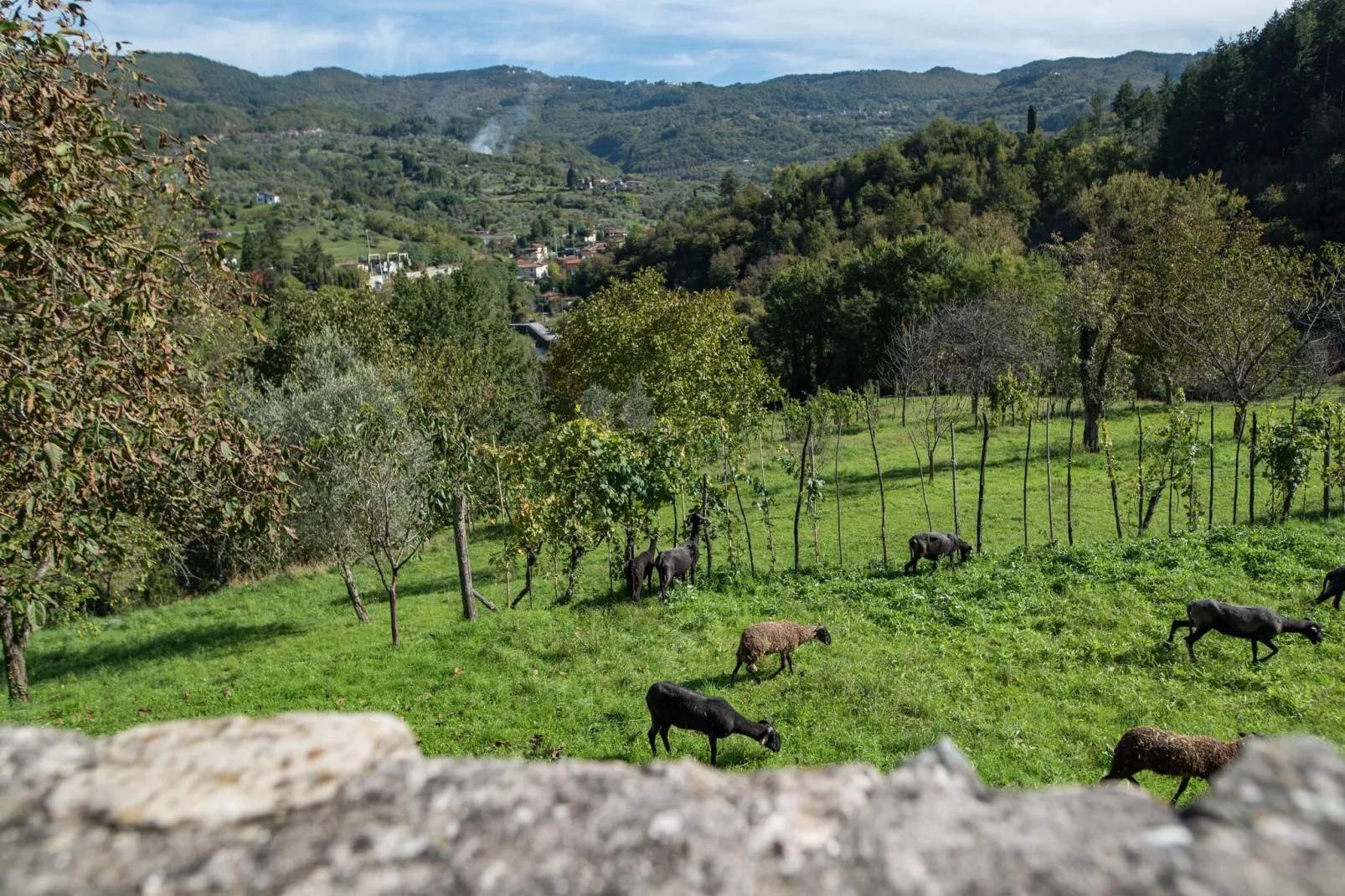 Castello di Argigliano 1-Gebieden zomer 1km