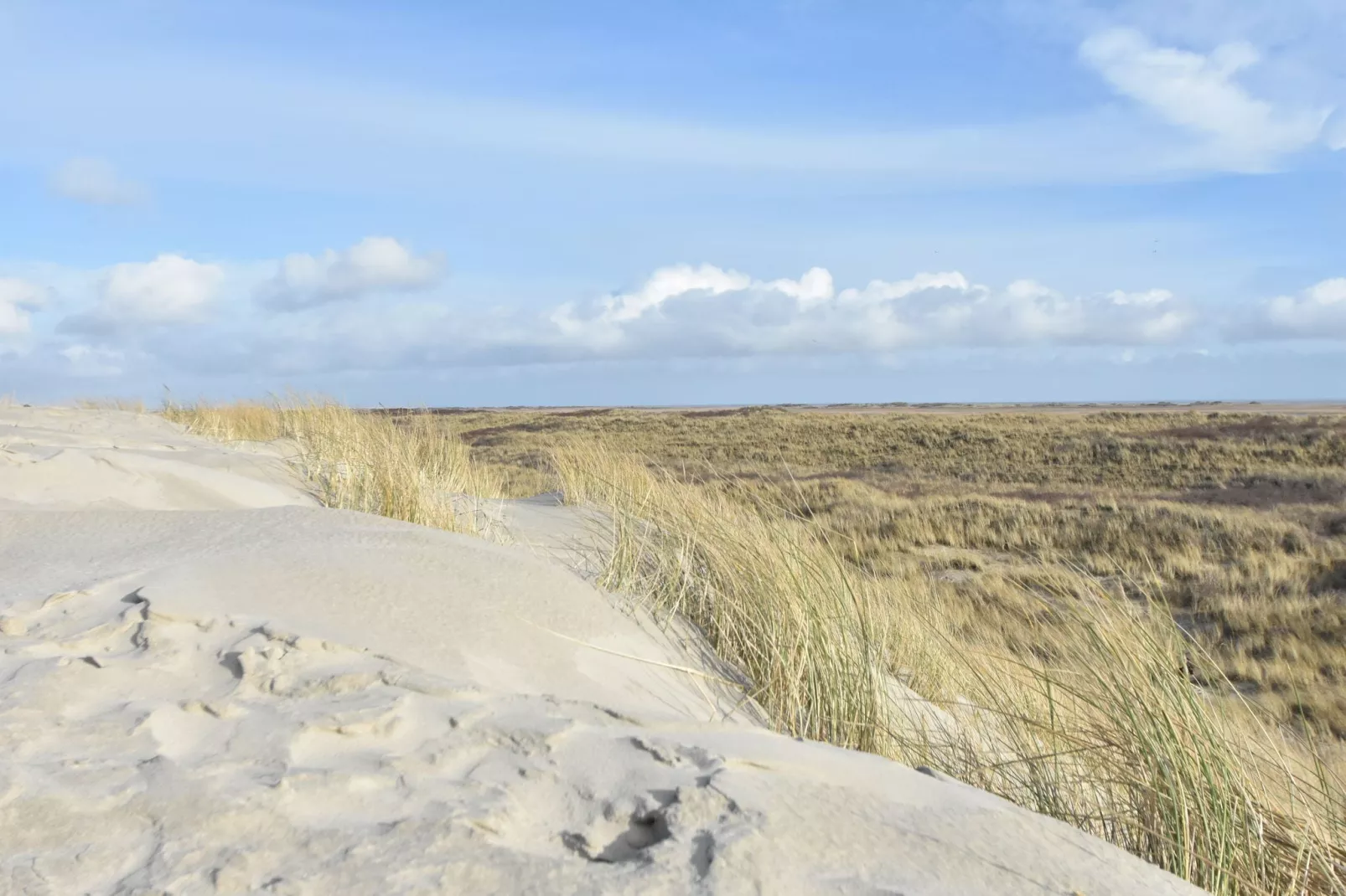 Duindroom op Terschelling-Gebieden zomer 1km