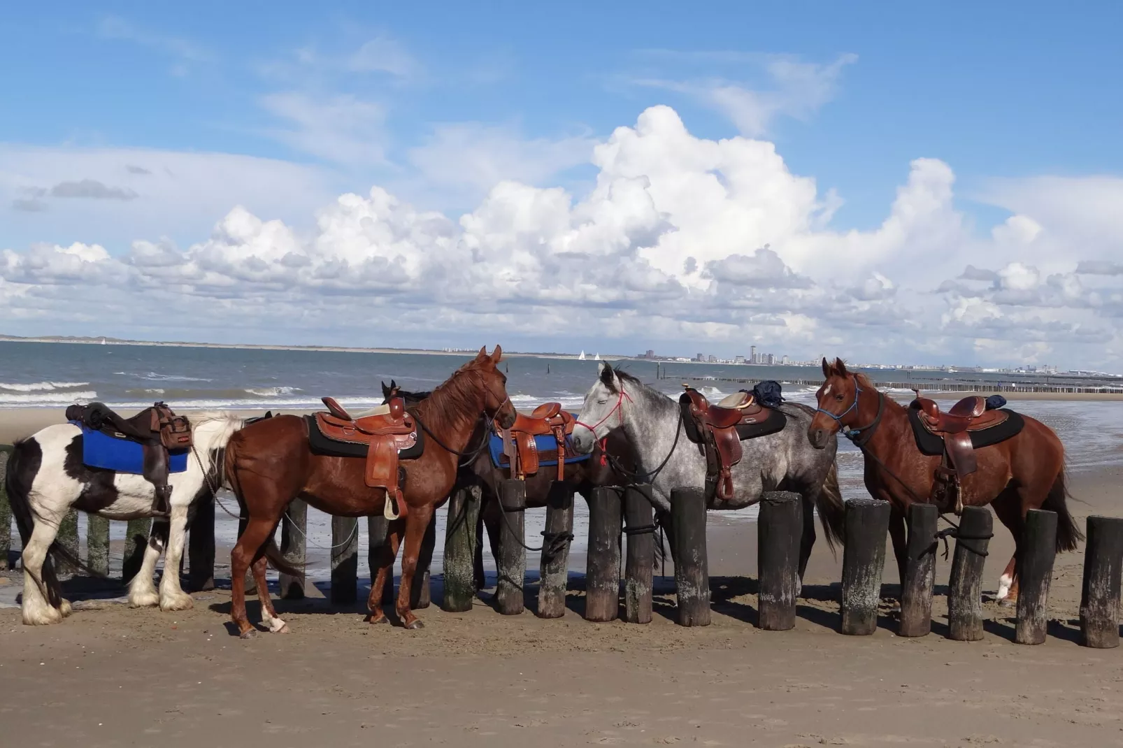 De Zeeschelp-Gebieden zomer 5km