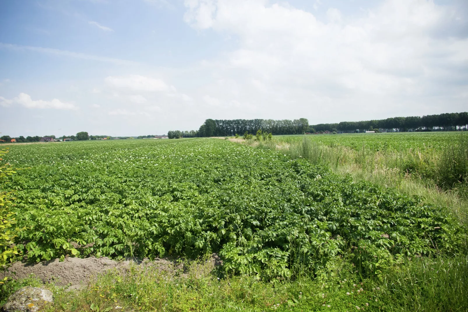 De Biezenknop-Uitzicht zomer