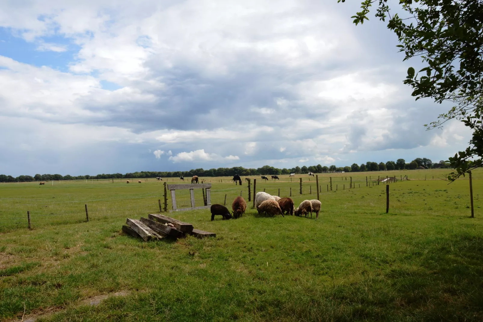 Wapse-Uitzicht zomer