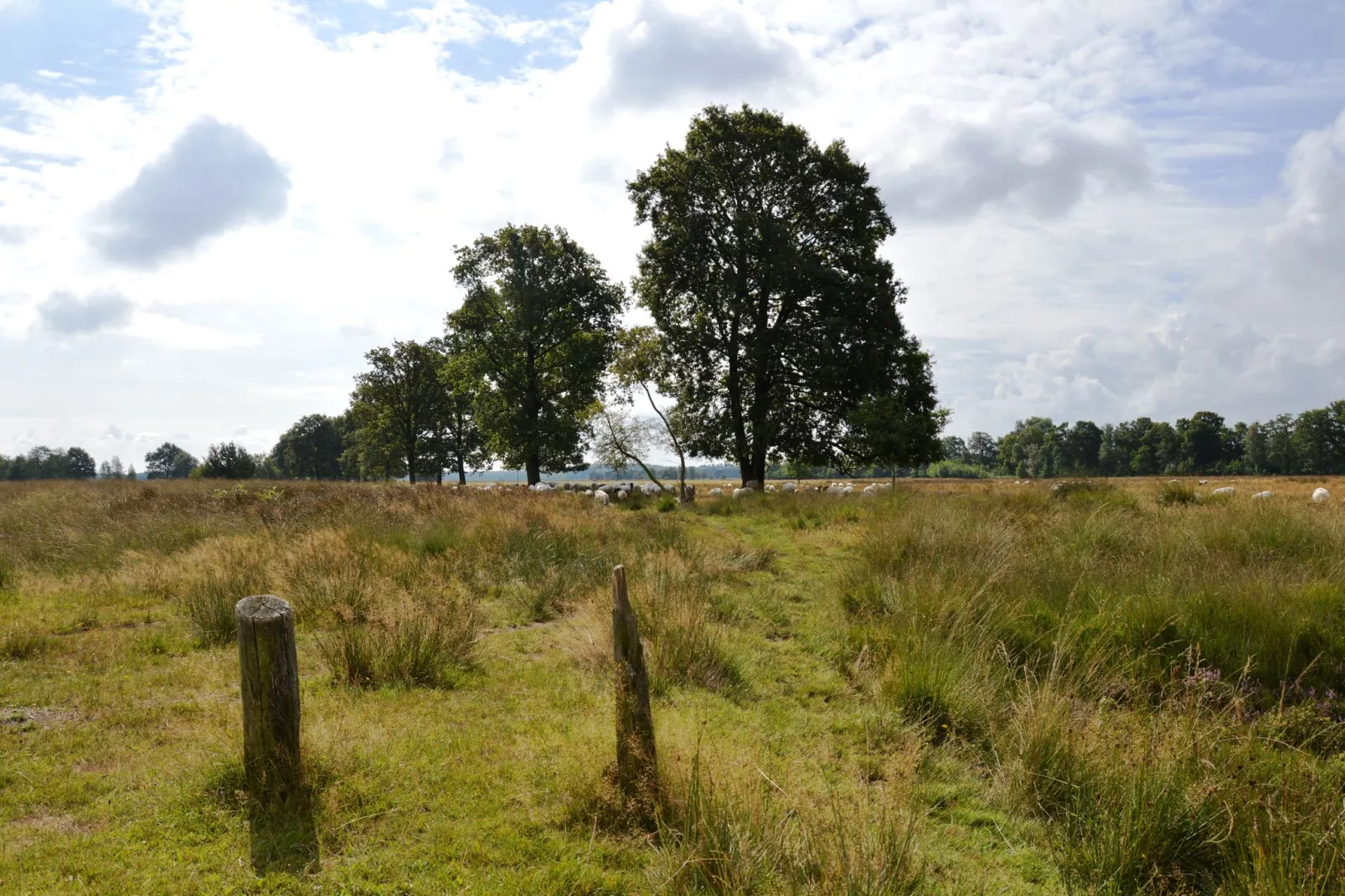 Wapse-Gebieden zomer 20km