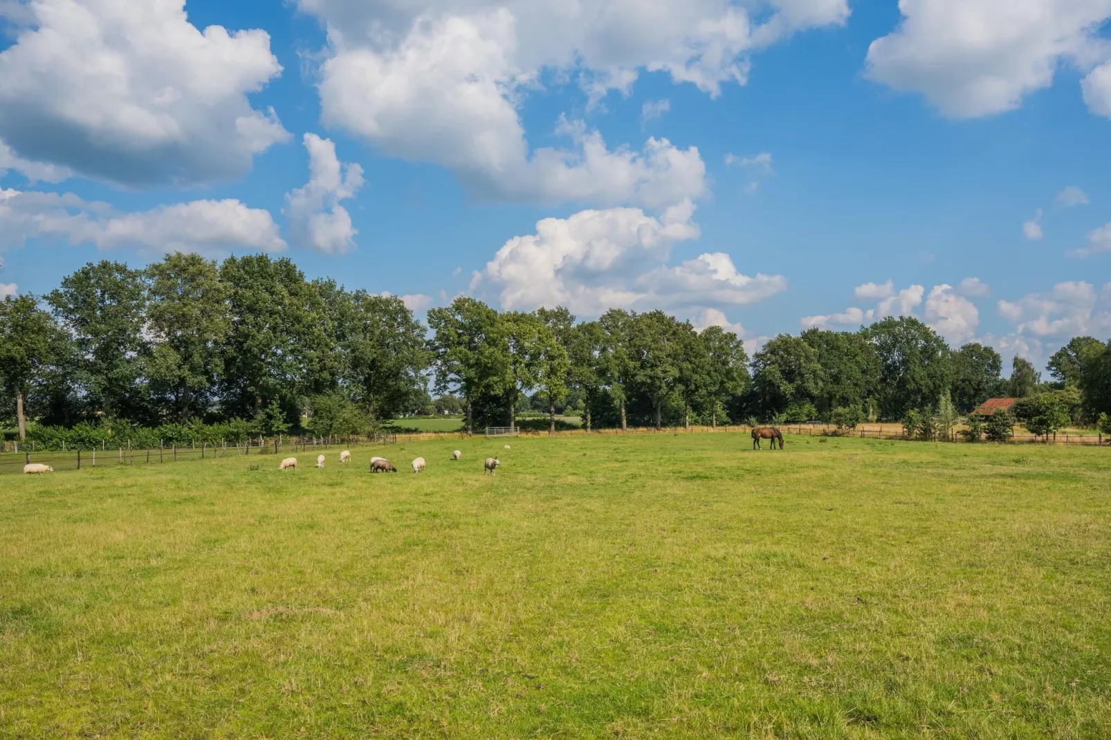 Boerderij Dwingelderveld-Gebieden zomer 1km