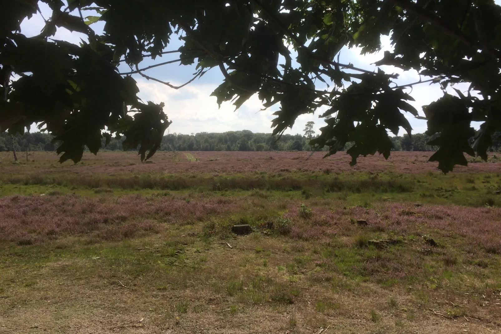 De Maaijen-Gebieden zomer 5km