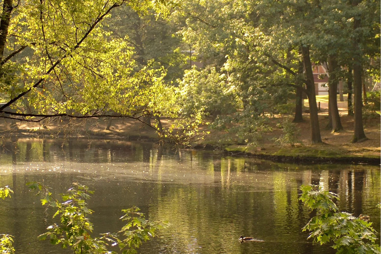 Bospark 't Wolfsven 5-Gebieden zomer 1km