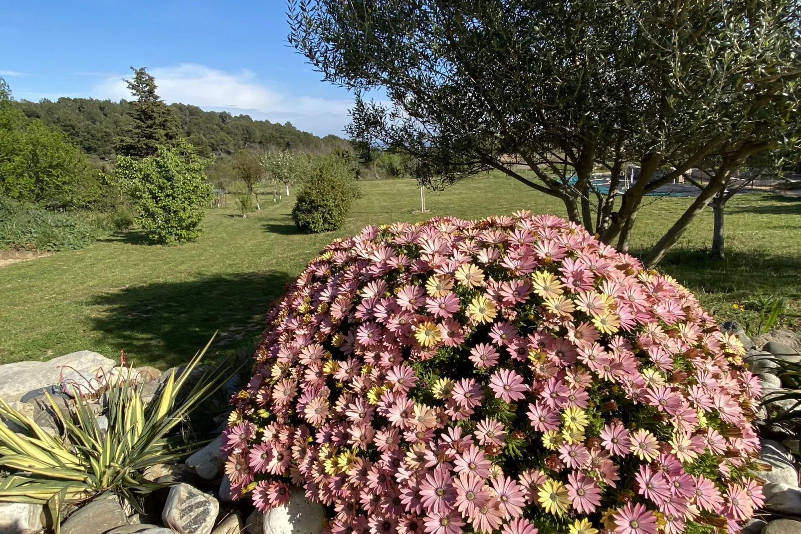 Villa Lézignan-Tuinen zomer