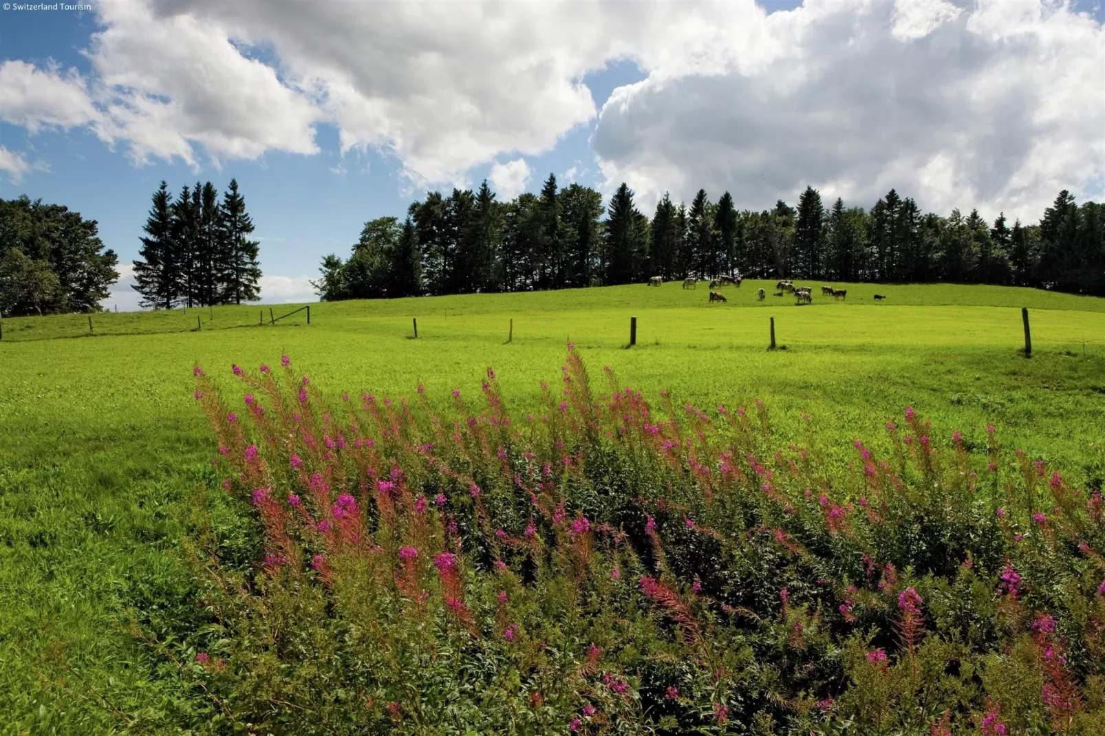 Residence Edelweiss-Gebieden zomer 20km