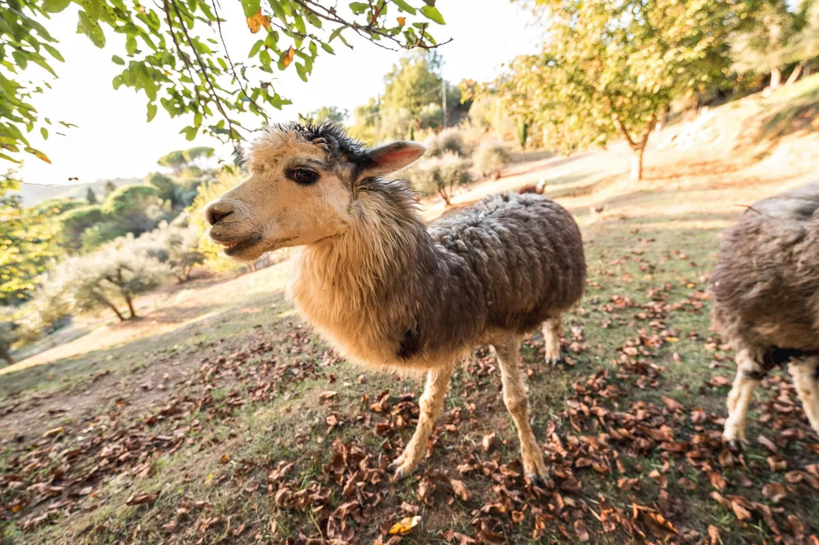 Alpaca-Uitzicht zomer