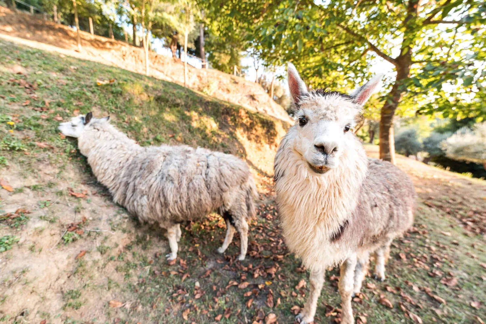 Alpaca-Uitzicht zomer