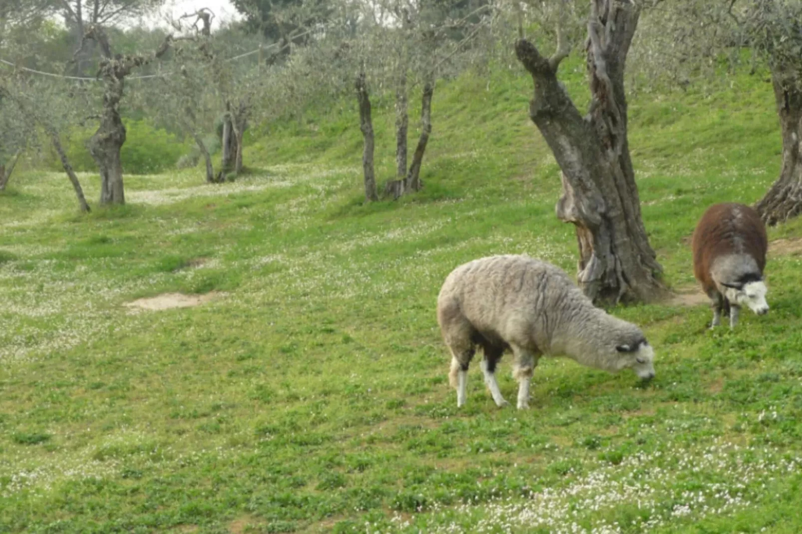 Alpaca-Gebieden zomer 1km