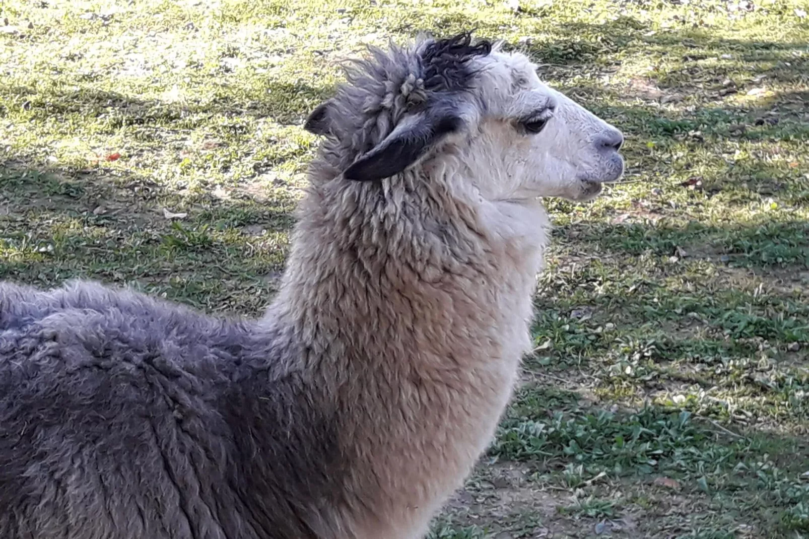 Alpaca-Sfeer