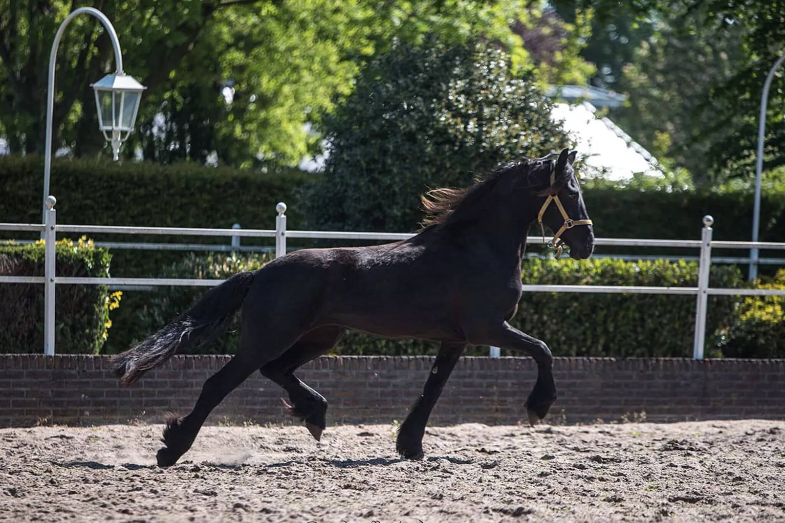 Vakantiehuisje met paard naar Friesland-Uitzicht zomer