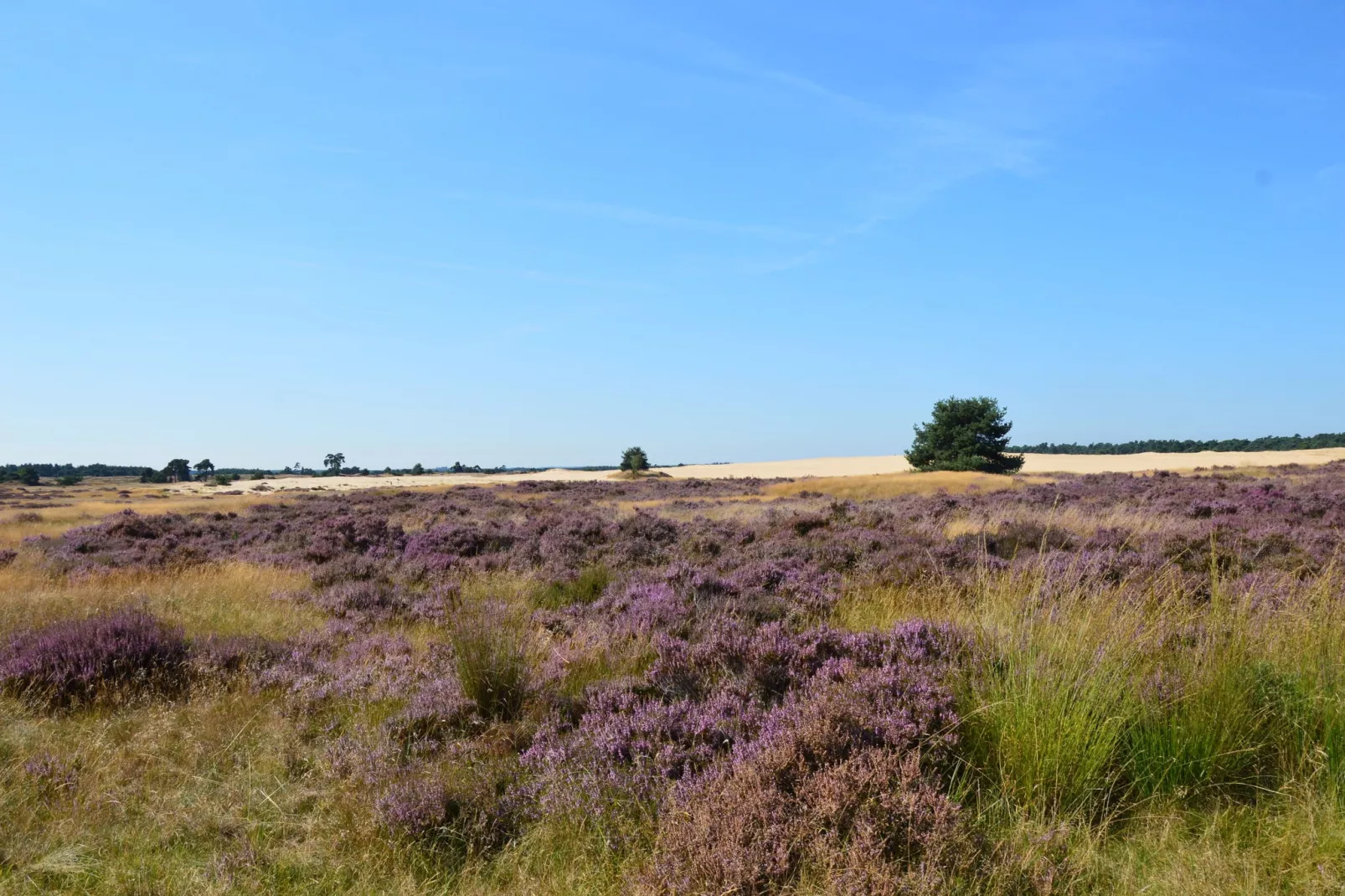 Poort naar de Veluwe-Gebieden zomer 20km