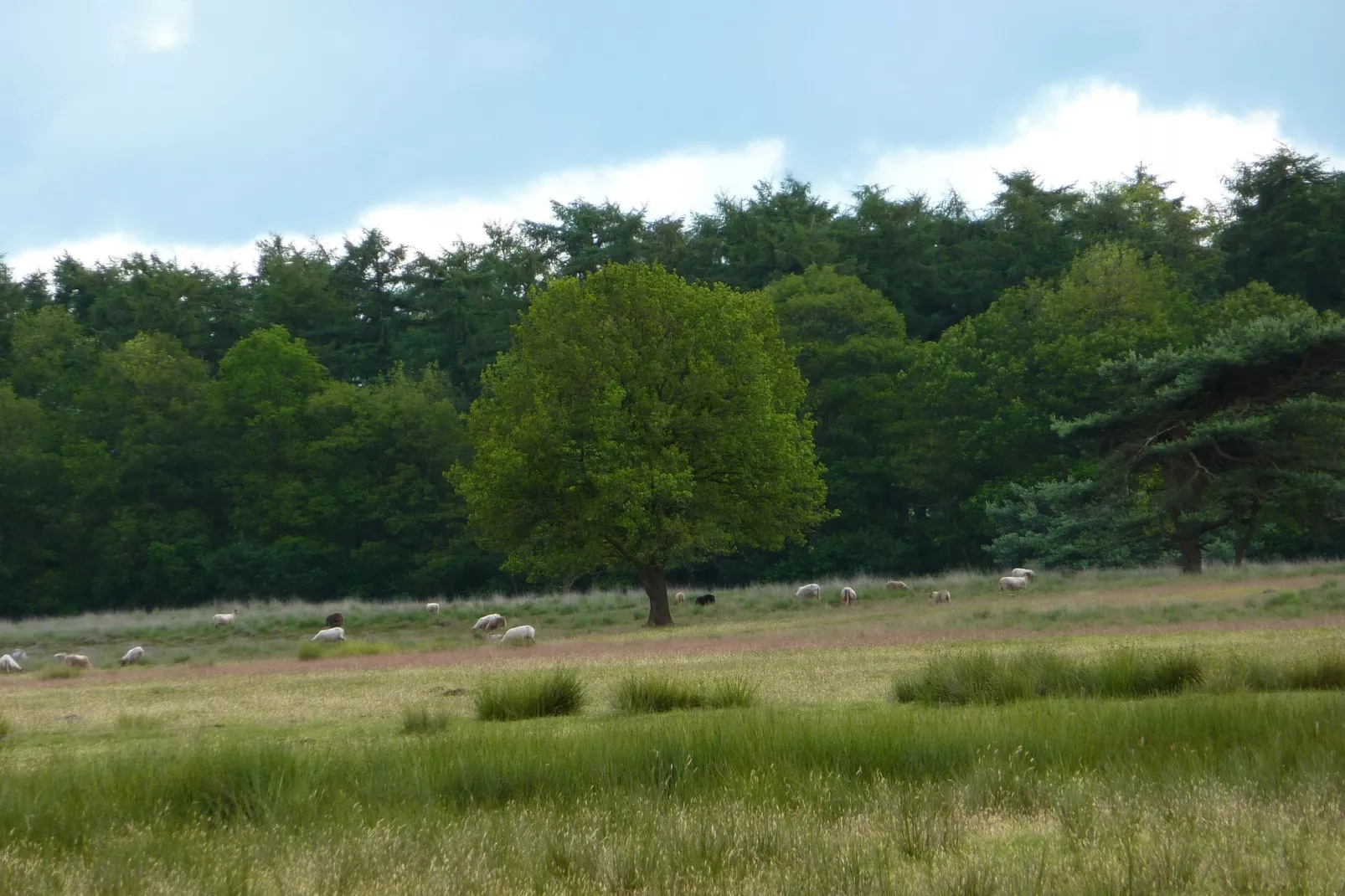 H en H Hoeve-Gebieden zomer 1km