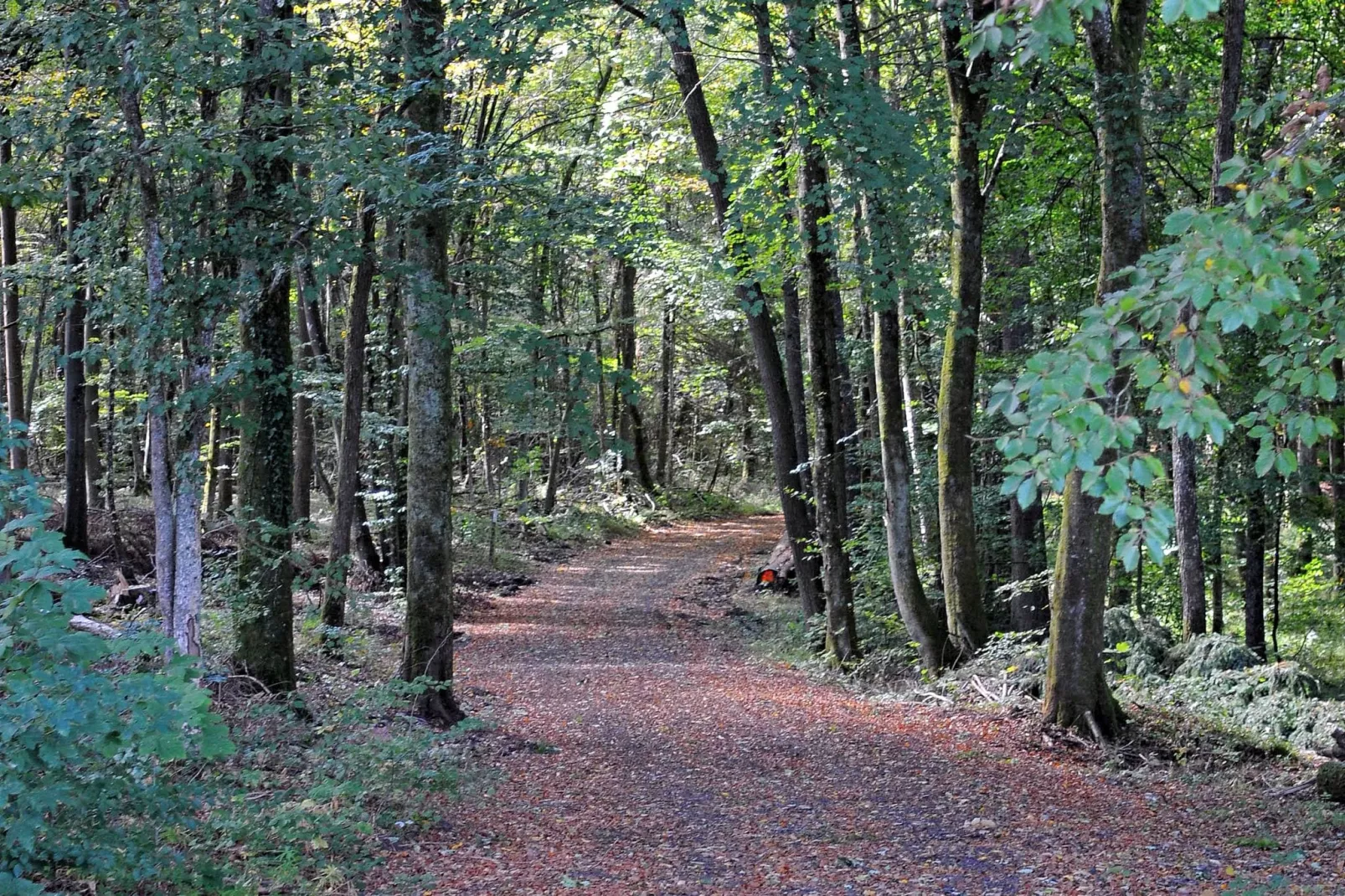 Waldferienpark Gerolstein 1-Gebieden zomer 5km