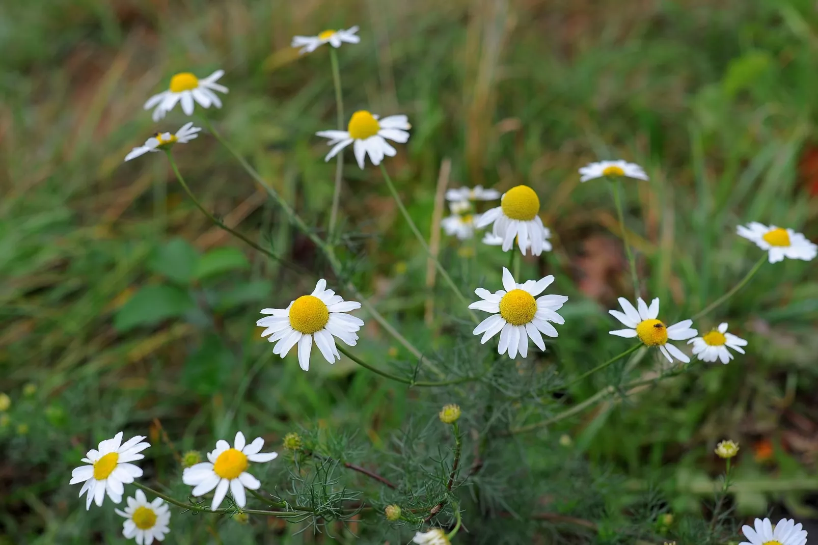 Waldferienpark Gerolstein 1-Sfeer