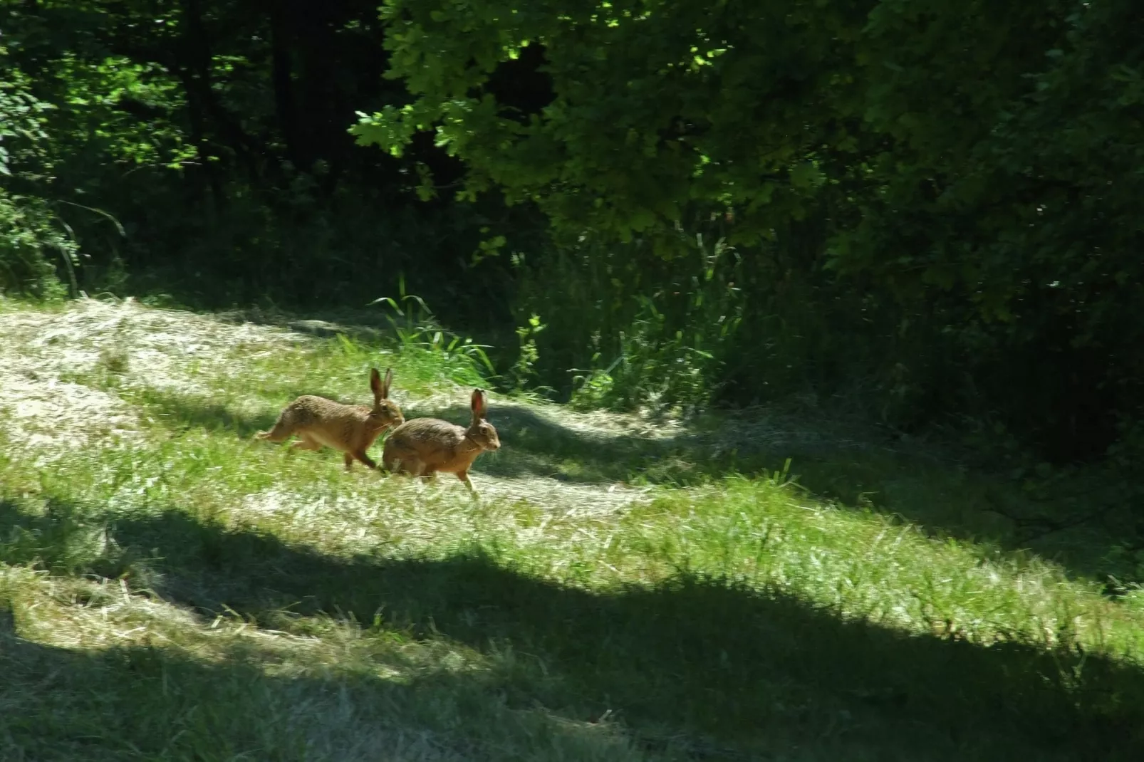 Kaifenheimer Mühle 1-Gebieden zomer 1km