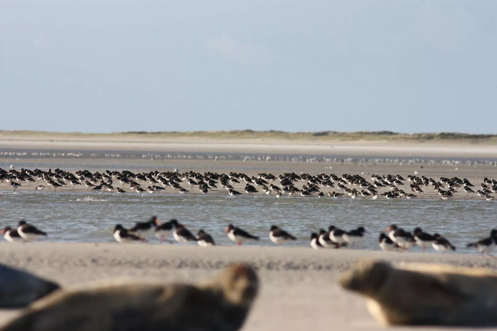 Maison de vacances - LE PONCHEL-Gebieden zomer 20km