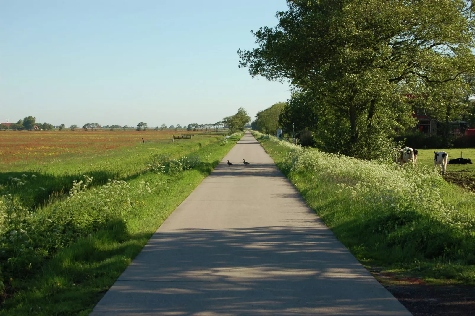 Berkenhof-Gebieden zomer 1km