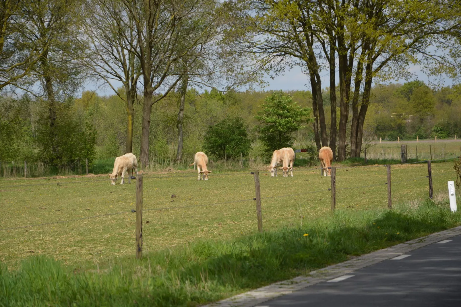 Bungalow 18-Gebieden zomer 1km