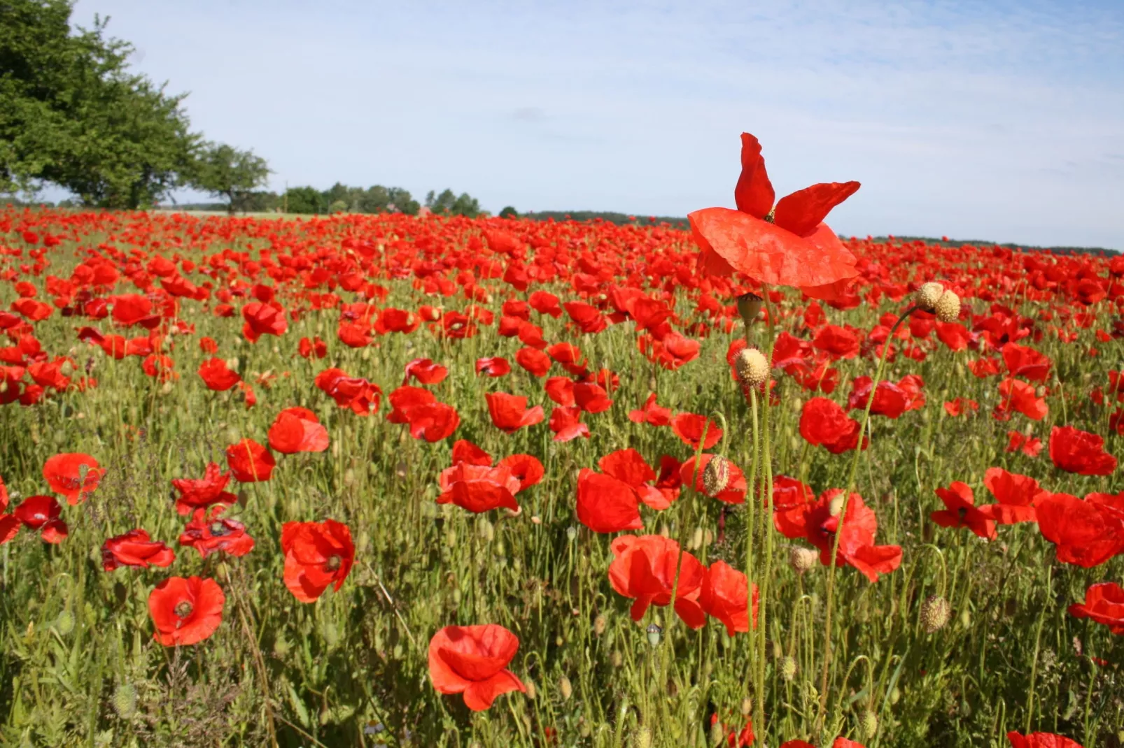 Zur Teufelsschlucht-Sfeer