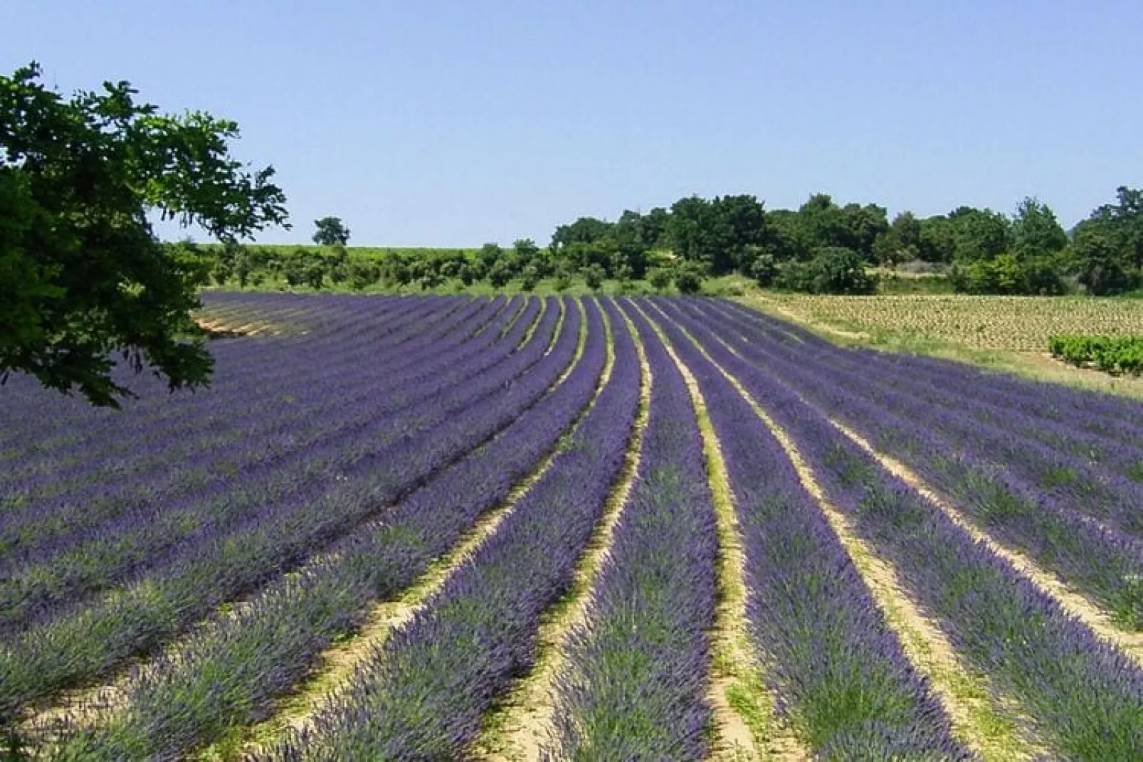 Ferienhaus in Vaison-la-Romaine-Gebieden zomer 5km