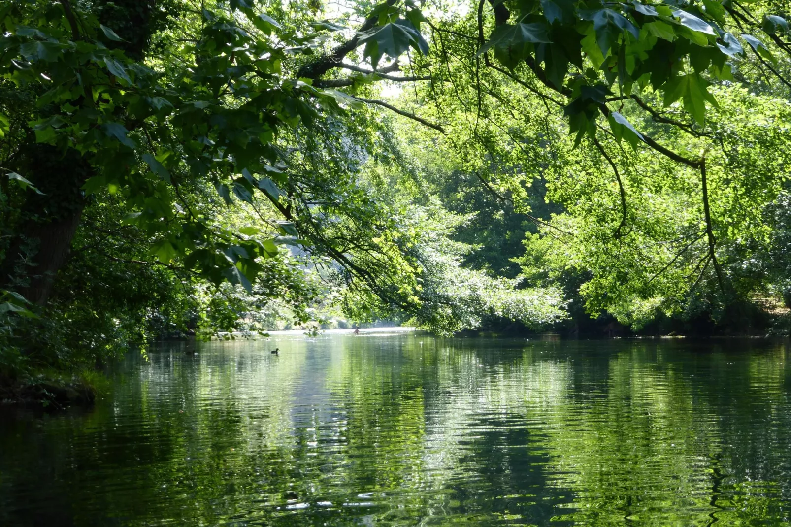 Ferienhaus in L'Isle-sur-la-Sorgue-Gebieden zomer 20km