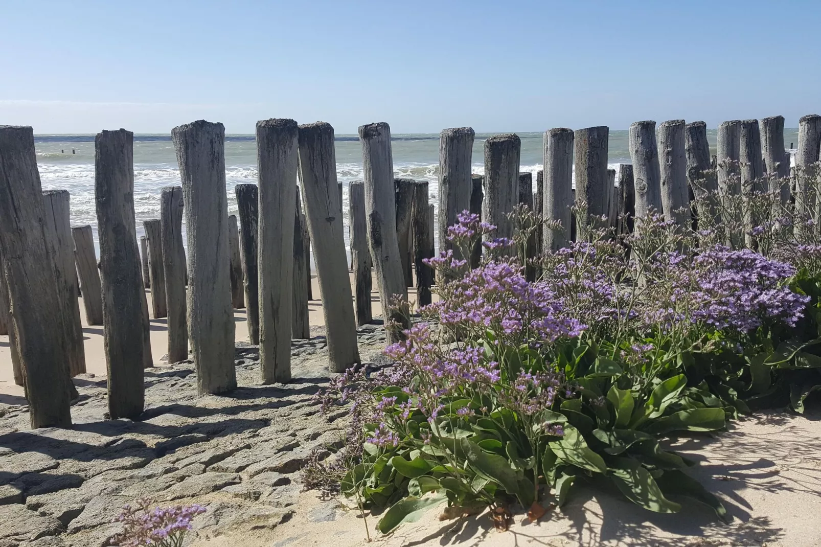 Dunes-Gebieden zomer 1km