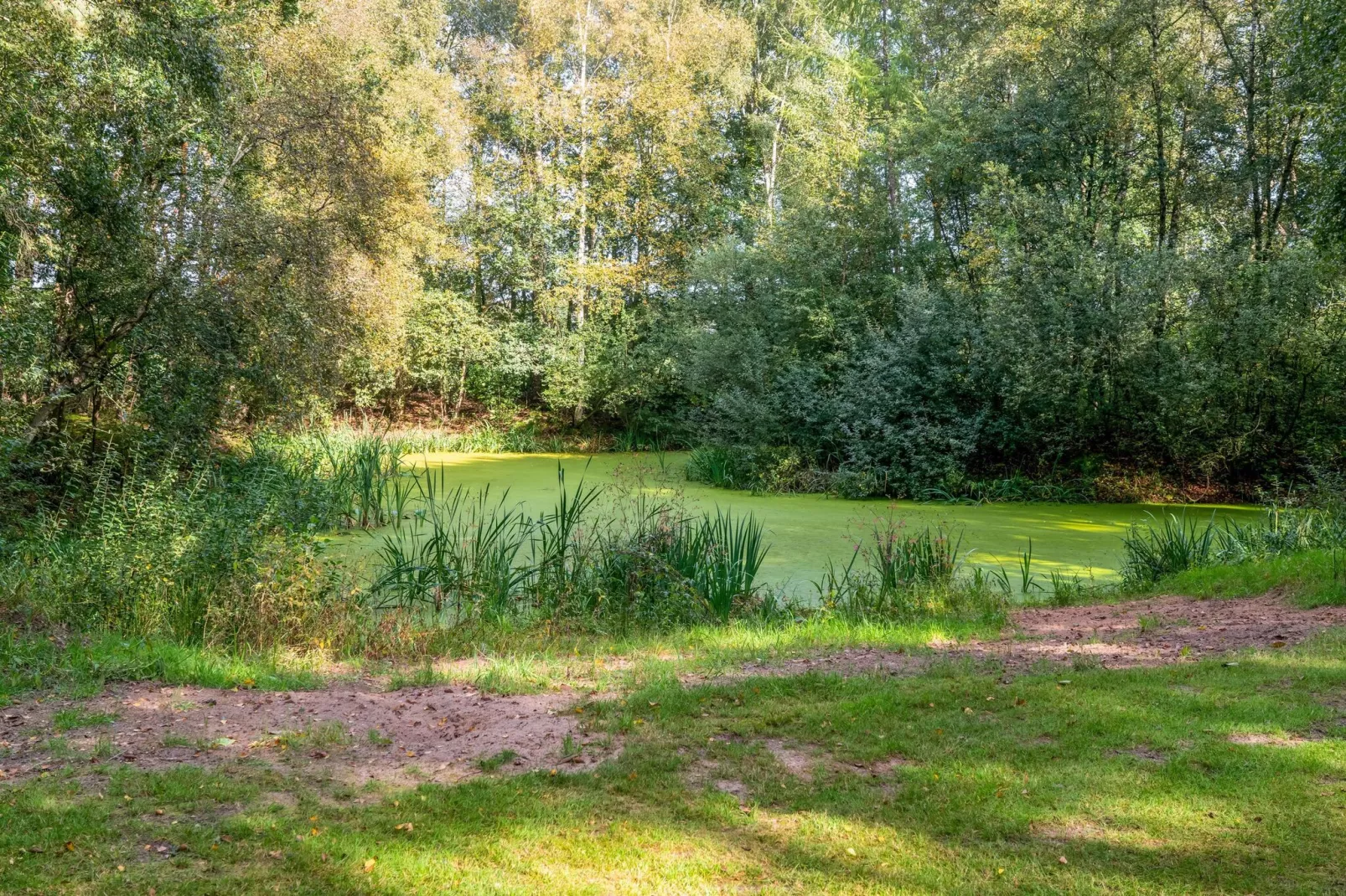 Het Boshuisje-Uitzicht zomer