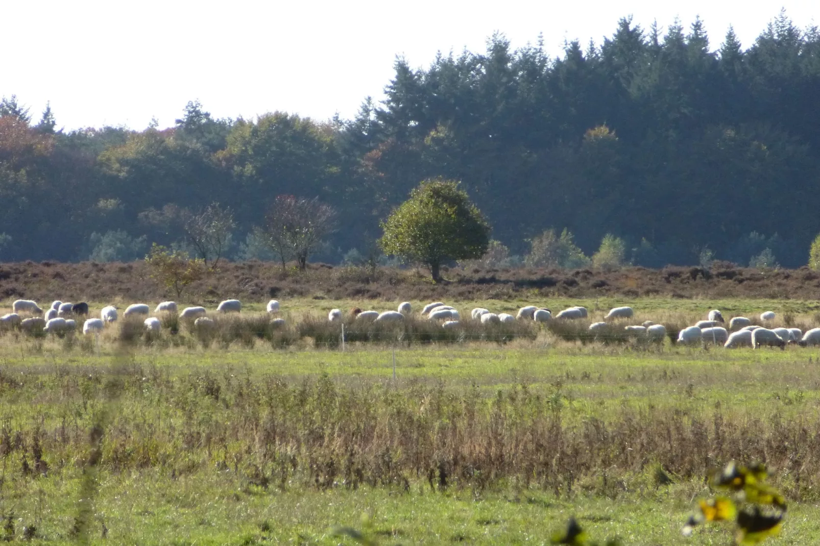 Zonnehoek-Gebieden zomer 1km