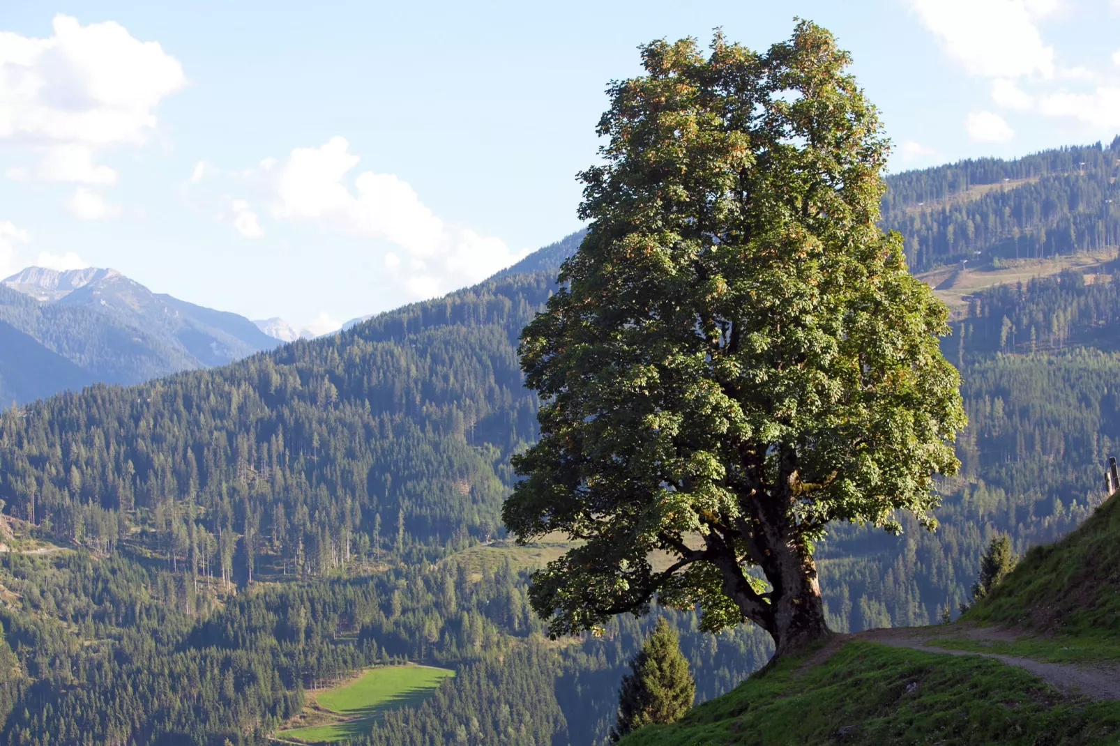 Durchholzhof-Gebieden zomer 5km